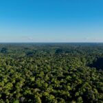 Confira como o Google tem usado IA para tornar o mundo mais sustentável