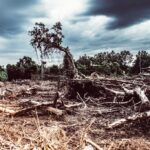 Amazônia tem maior degradação pelo fogo em 15 anos