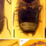 Vaga-lume da época dos dinossauros é encontrado em âmbar