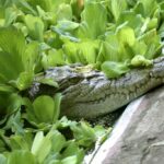 Morre Cassius, maior crocodilo em cativeiro do mundo com mais de 100 anos