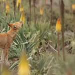 Conheça a 1ª espécie de lobos polinizadores que adoram flores