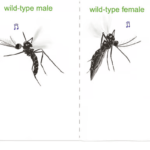 Descoberta sobre mosquitos pode ajudar no combate de várias doenças