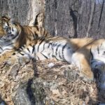 Tigre ‘romântico’ atravessou a Rússia para reencontrar antiga parceira; entenda