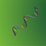 Qual a diferença entre RNA e DNA? Entenda as funções, estrutura e importância para a genética