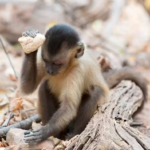 Macacos de Minas Gerais atingem estágio de evolução da pedra lascada