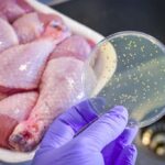 Vacinas contra Salmonella e norovírus avançam nos Estados Unidos