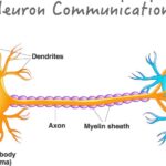 Como os neurônios se formam no nosso cérebro?