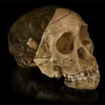 Menino de Taung: o fóssil que mudou a história da evolução