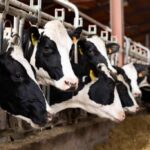 EUA: vacas são infectadas com nova versão da gripe aviária