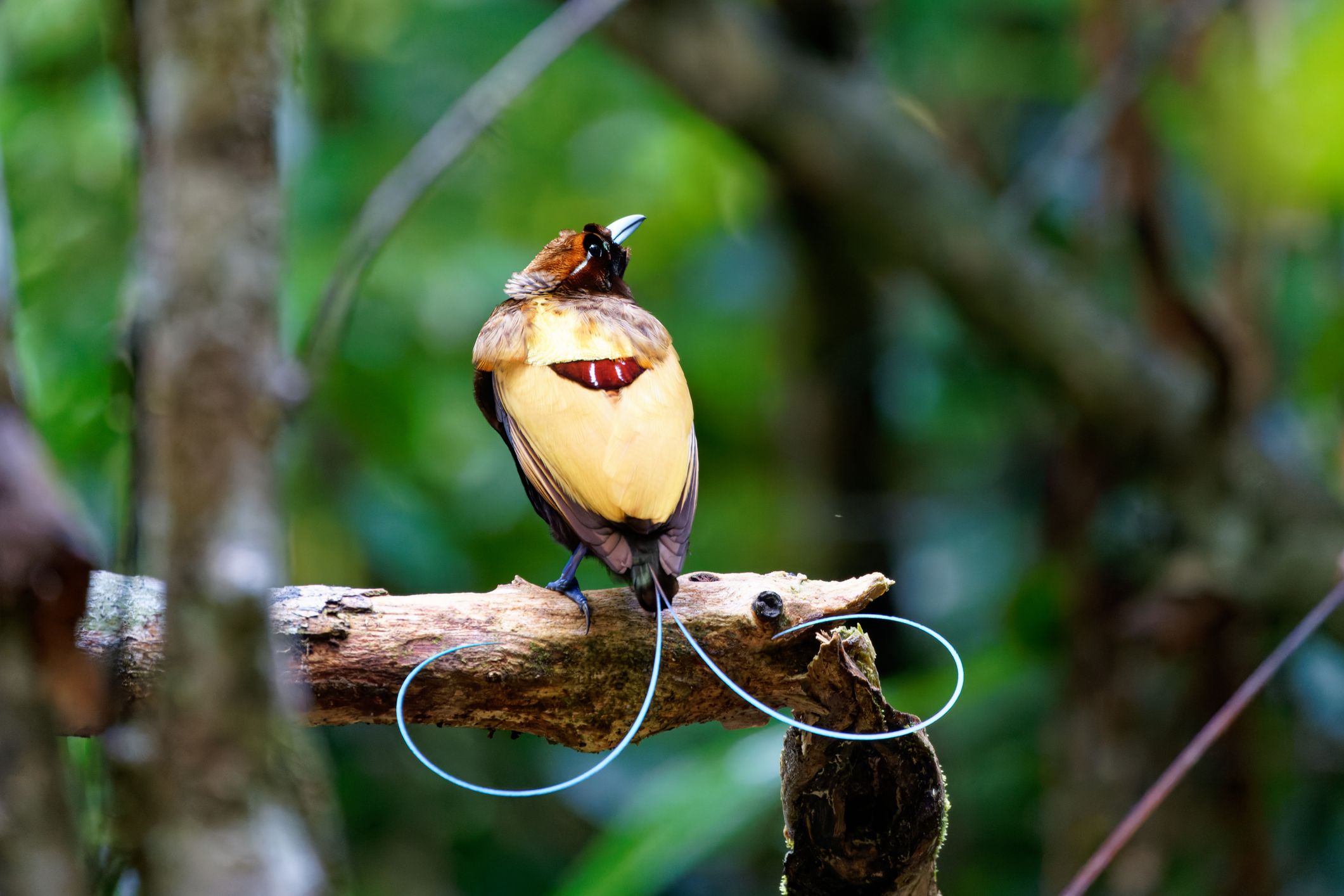 A maioria das aves-do-paraíso emite luz através de suas penas, diz estudo