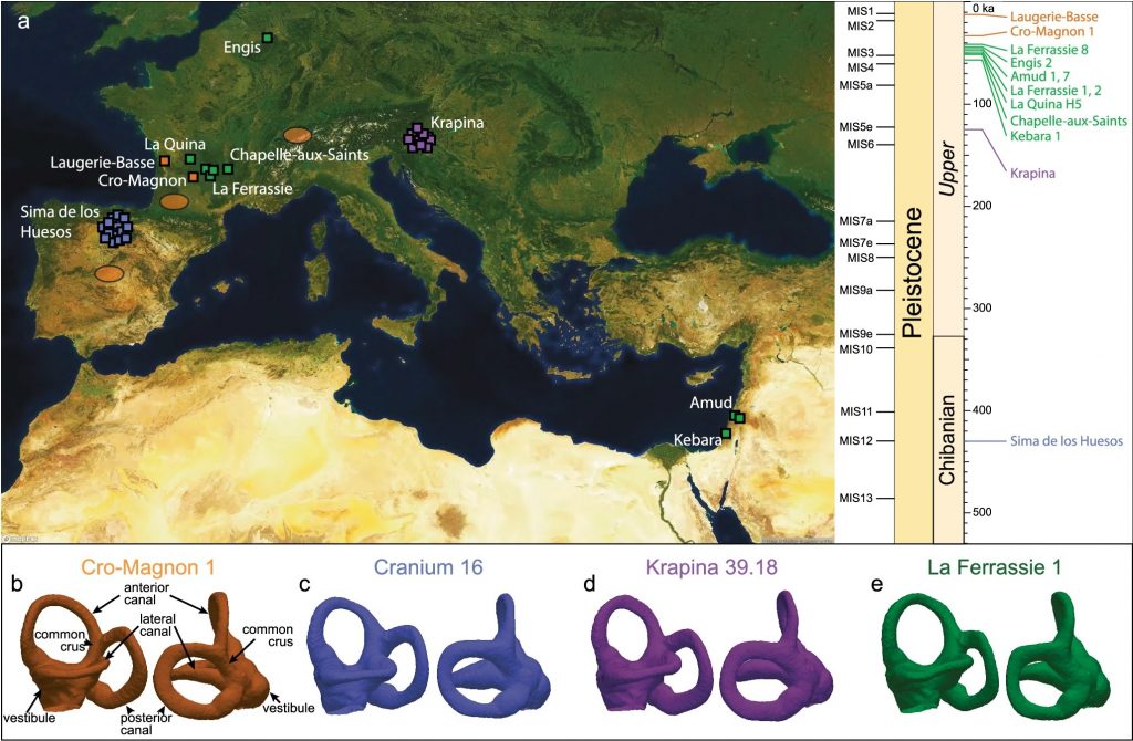 Neandertais sofreram grande queda populacional há 110 mil anos, aponta estudo