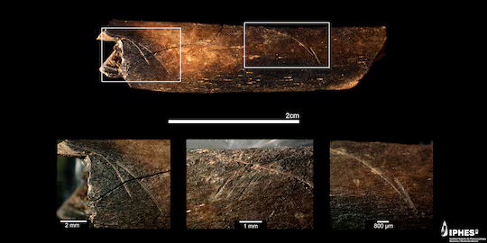 Fragmentos faciais de mais de um milhão de anos reescrevem a história da evolução humana