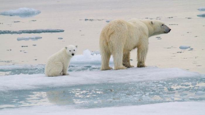 Imagens raras: estudo capta filhotes de urso polar saindo de suas tocas