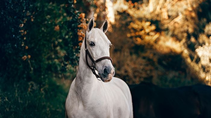 Por que os cavalos dormem em pé?