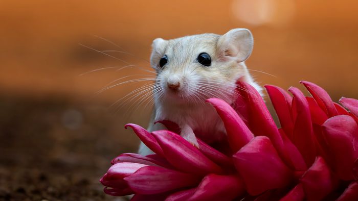 O que acontece quando ratos recebem o gene da linguagem