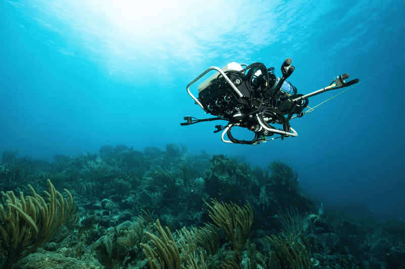 IA consegue detectar a ‘voz’ dos peixes em tempo real