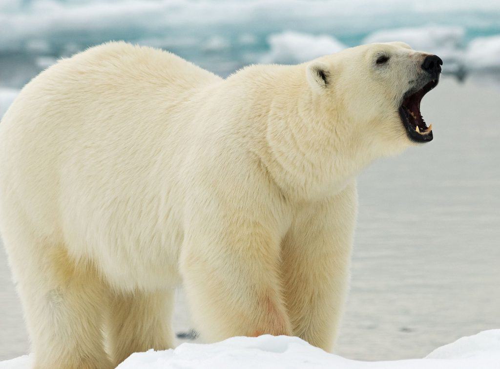 Por que há animais de sangue quente e frio?